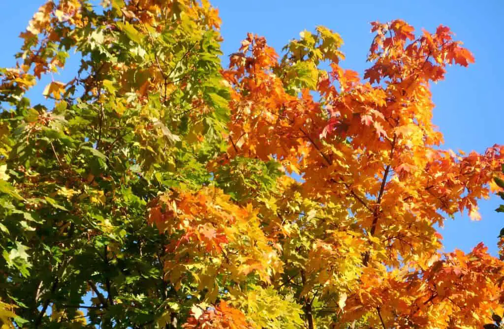 A green and orange colored tree which hundreds of leaves which is an acer