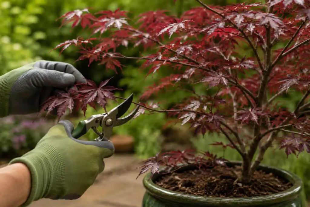 Gardener pruning a Japanese acer tree with secateurs in a garden setting.