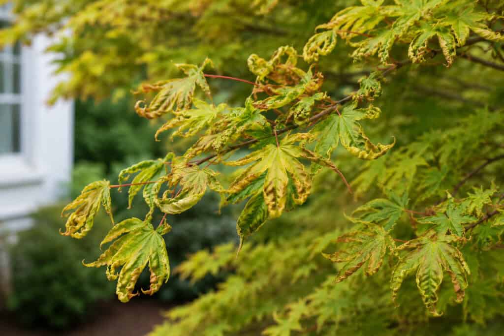 Curled and distorted Acer tree leaves with browning edges growing on a branch, showing signs of environmental stress, watering issues, or leaf damage.
