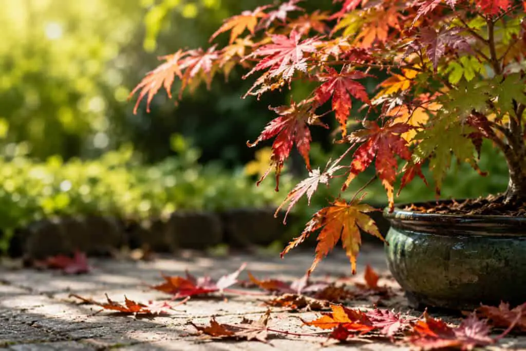 Japanese acer tree with browning leaves and fallen foliage during summer in a garden setting.