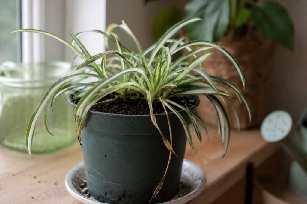 Small spider plant with brown leaf tips growing slowly in a black nursery pot indoors.
