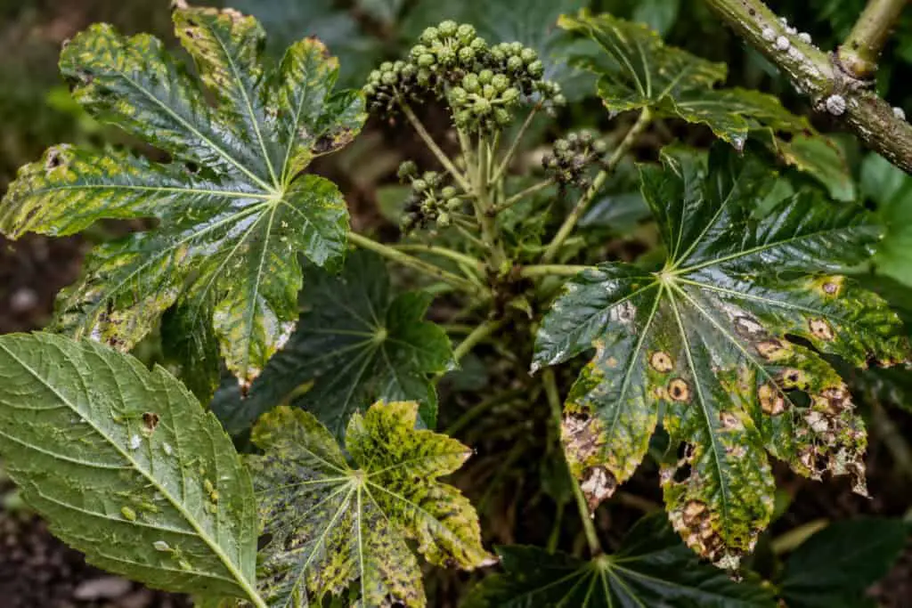Fatsia japonica leaves showing pest damage, leaf spots, and signs of disease in a garden.