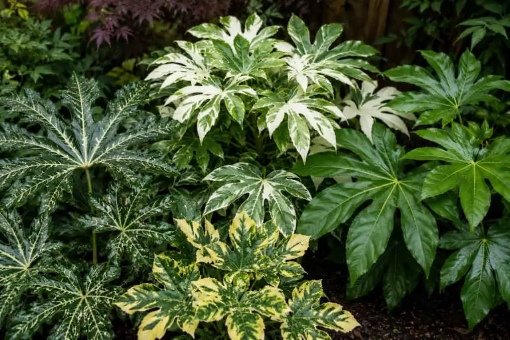 Different Fatsia japonica cultivars with green, variegated, and white-speckled leaves in a garden.