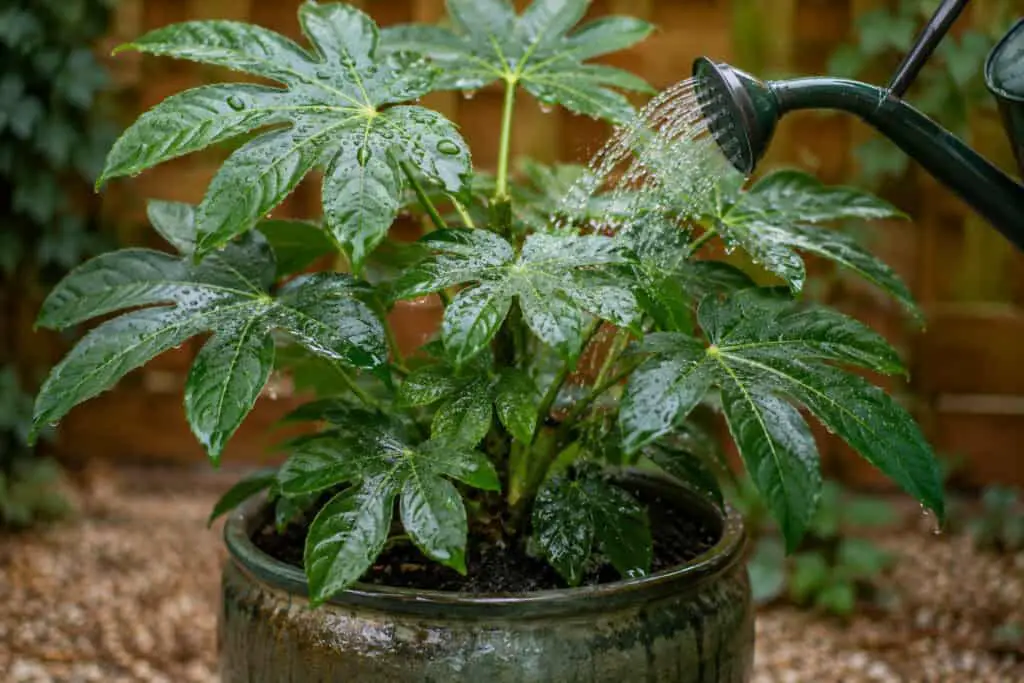 Watering a healthy Fatsia japonica growing in a large garden pot outdoors.