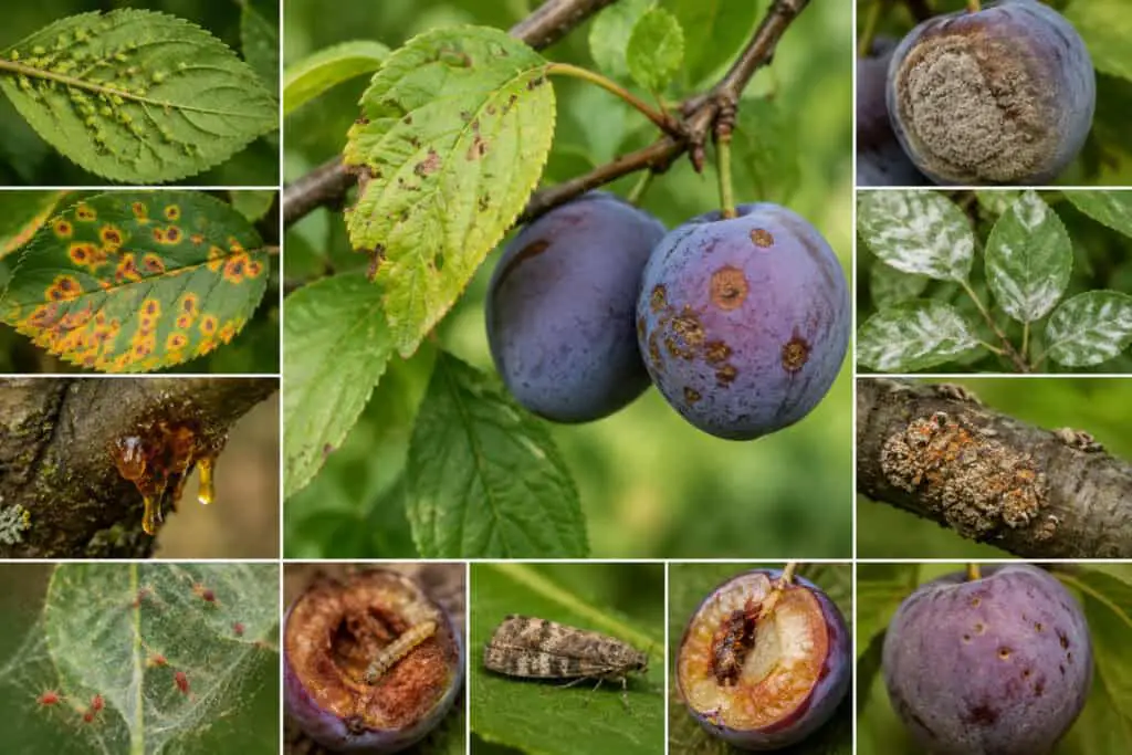 Collage showing common plum tree pests and diseases affecting leaves, bark, and fruit.