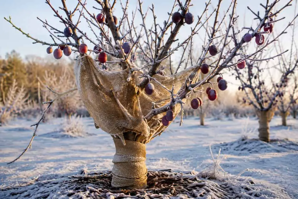 Young plum tree in a snowy winter orchard with burlap wrapping around the trunk and lower branches for frost protection, surrounded by frost-covered branches in soft morning light.