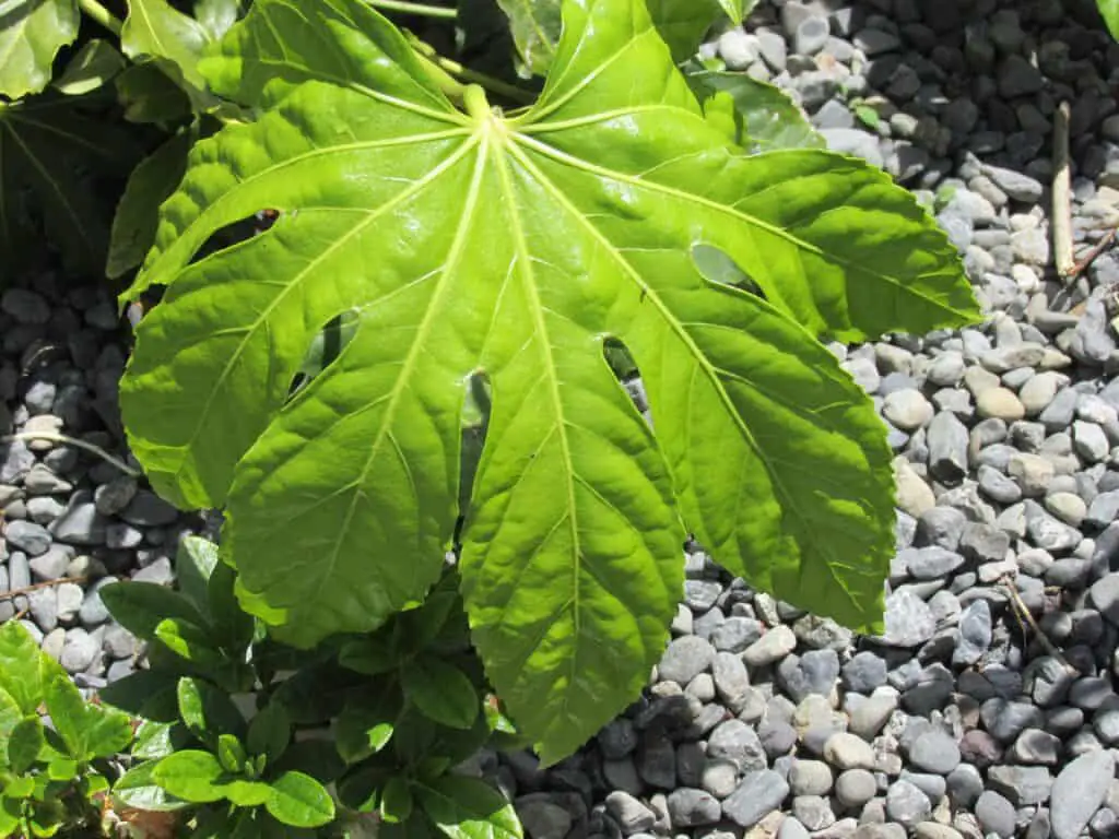 Fatsia japonica leaf with irregular chew holes from slug or snail damage, growing over grey gravel mulch