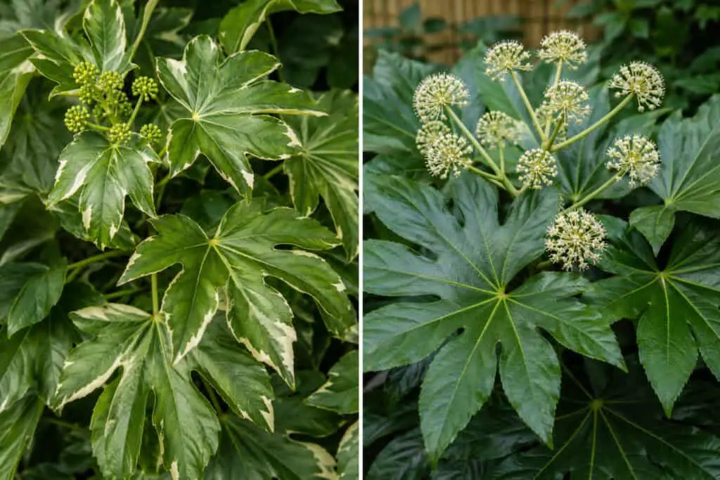 Comparison of Fatshedera and Fatsia japonica foliage showing differences in leaf shape and variegation.