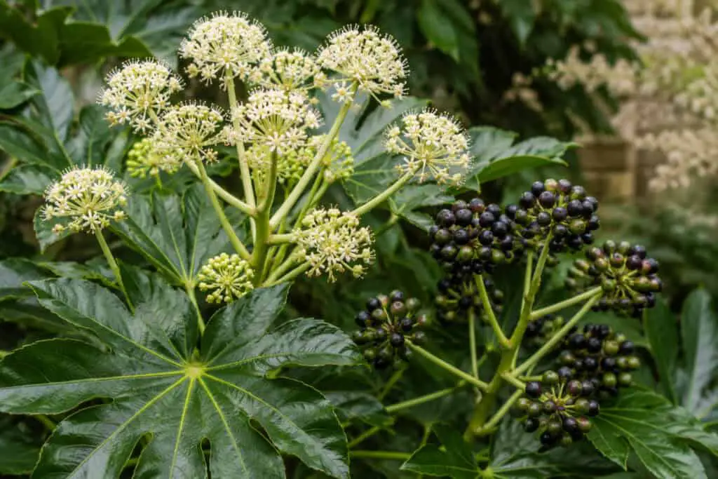 Close-up of Fatsia japonica flowers and ripe black berries on an evergreen shrub.