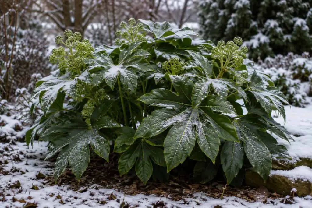 Evergreen Fatsia japonica growing outdoors in snowy winter conditions.