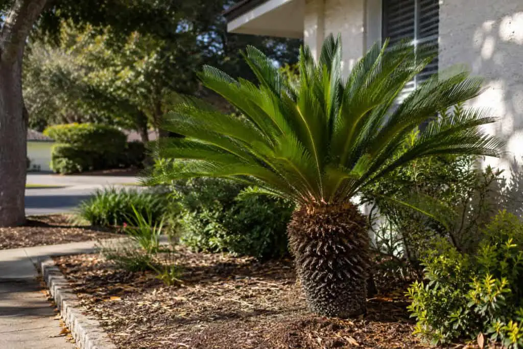 Large mature sago palm with a thick trunk growing in a residential garden.