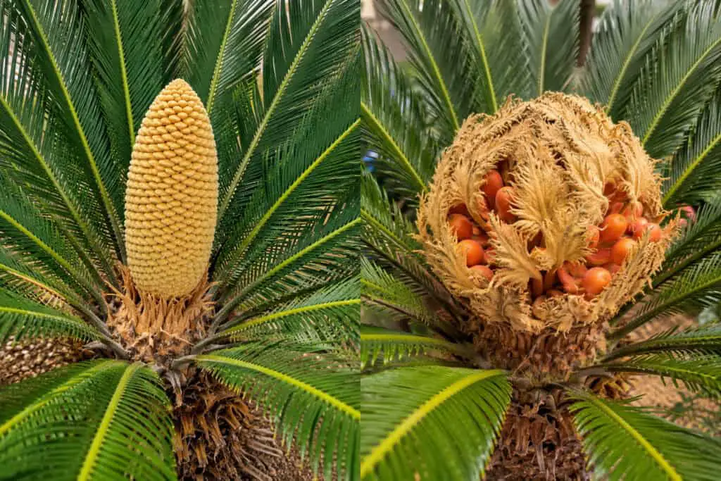 Comparison of male and female sago palm cones with distinctive reproductive structures.