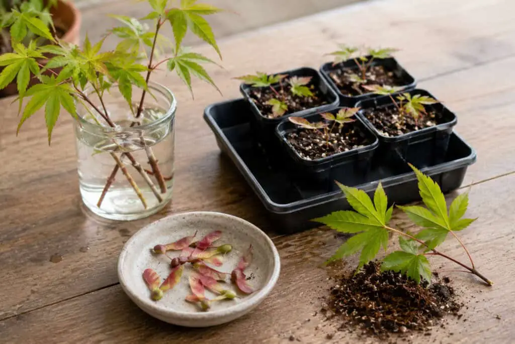 Japanese acer cuttings in water with acer seeds and young seedlings ready for propagation.