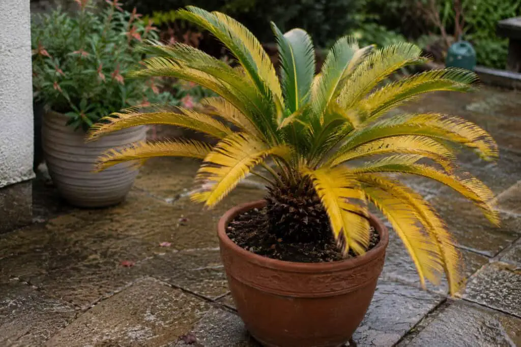 Yellowing sago palm fronds on a potted cycad growing outdoors.