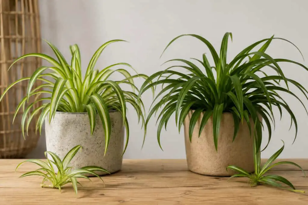 Variegated spider plant beside an all-green spider plant showing loss of leaf variegation.