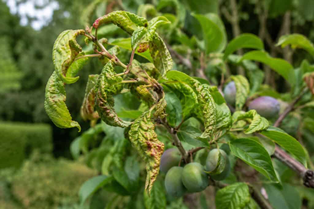 Close-up of curled leaves on a plum tree branch with developing plums in a garden.