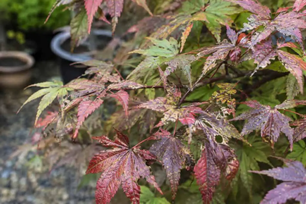 Acer tree leaves showing signs of pest and disease damage, including brown spots, mottling, holes and curled edges