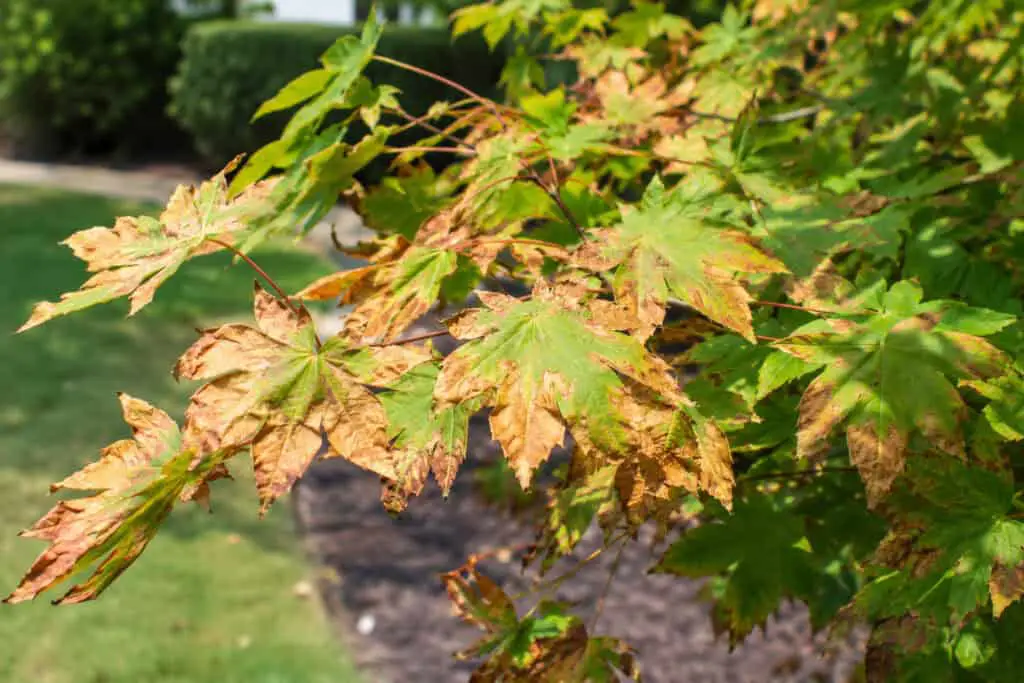 Acer tree with brown, scorched leaves and green foliage during summer