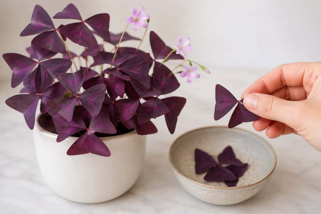 Purple shamrock (Oxalis triangularis) leaves beside a bowl, illustrating the plant discussed in relation to edibility and safety