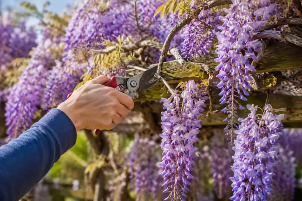 Gardener pruning a flowering wisteria vine with pruning shears to encourage bigger blooms.