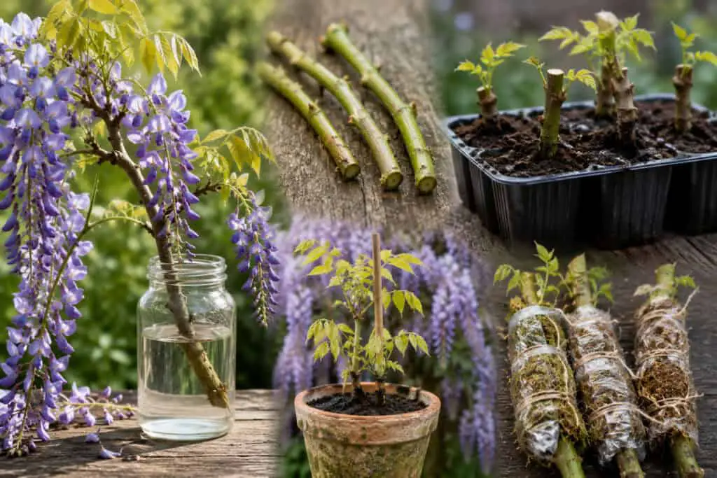 Wisteria cuttings, rooted plants, and propagation methods shown in a garden setting.