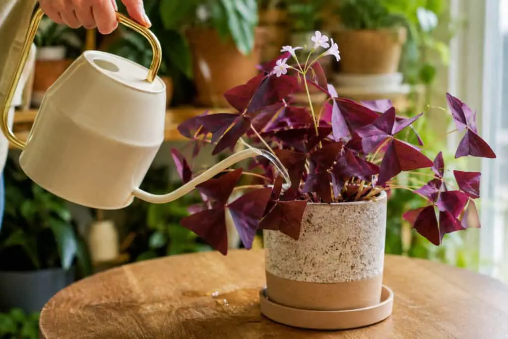 Watering a purple shamrock plant with a speckled ceramic pot, deep burgundy triangular leaves and small white flowers on a wooden table