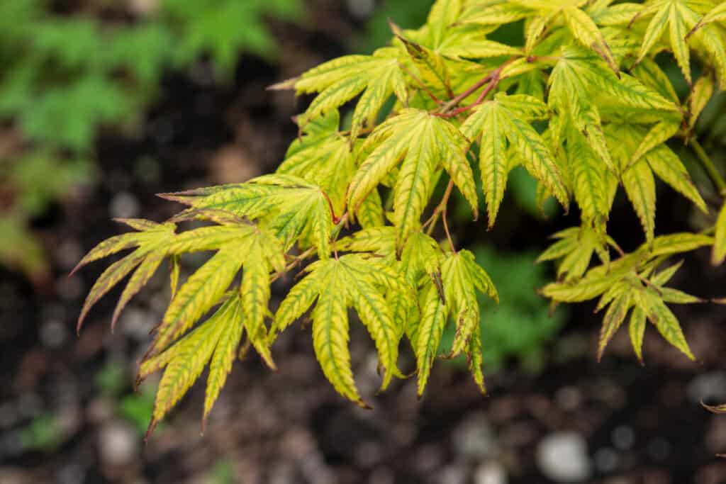 Japanese maple with yellow chlorotic leaves and green veins caused by nutrient deficiency in alkaline soil.