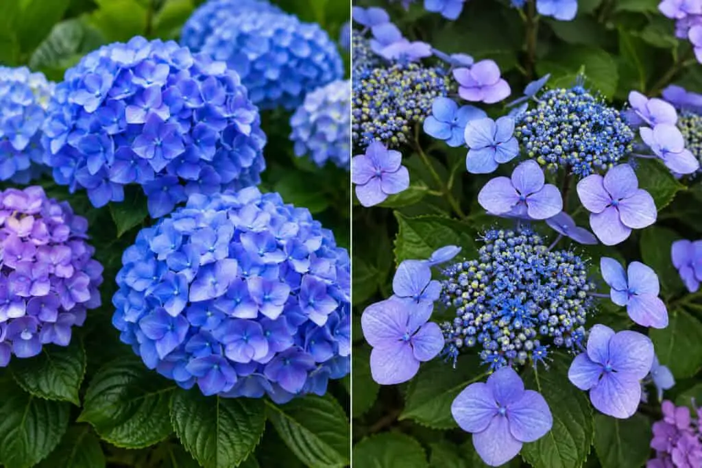 Close-up comparison of blue mophead and lacecap hydrangea flowers growing among green leaves in a garden.