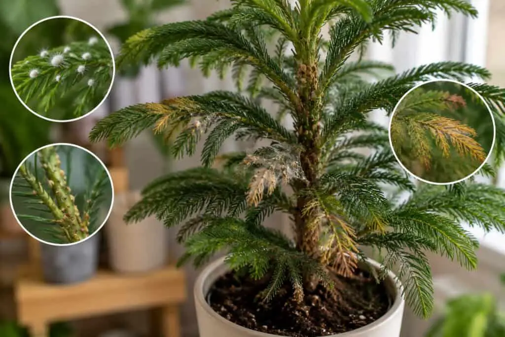 Indoor Norfolk Island pine showing yellowing branches, pest damage, and unhealthy foliage.