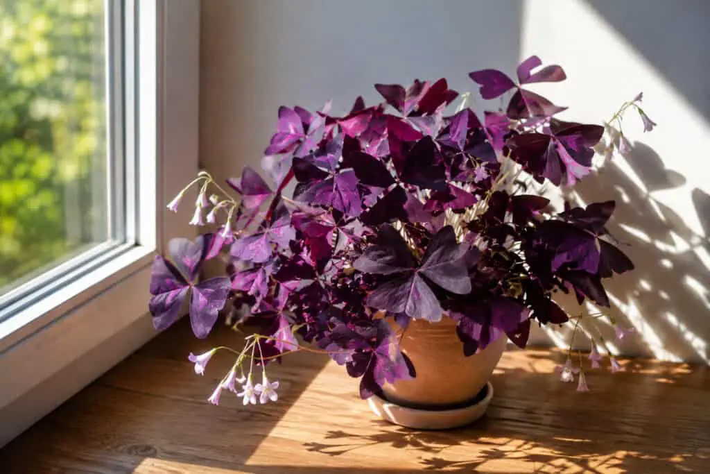 Purple Shamrock (Oxalis triangularis) growing on a bright indoor windowsill with indirect sunlight highlighting its deep purple leaves and delicate pink flowers.