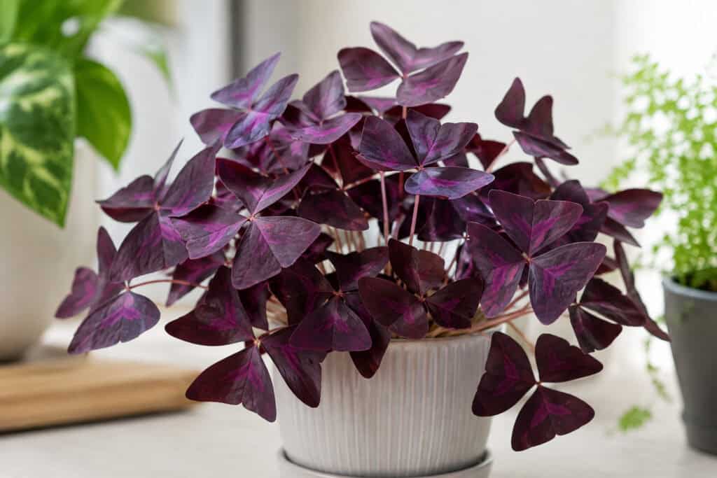 Purple shamrock plant with healthy purple foliage and few or no flowers growing indoors