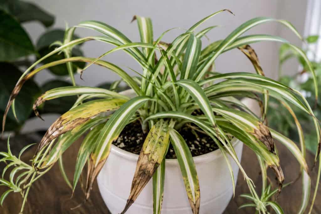 Spider plant with variegated leaves showing brown, crispy tips and yellowing along several fronds, potted in a white ceramic planter.