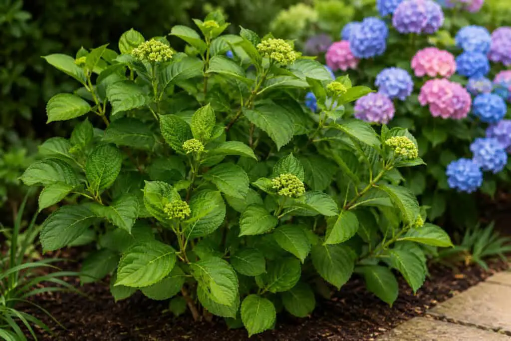 Hydrangea bush with healthy green leaves and developing flower buds in a garden.