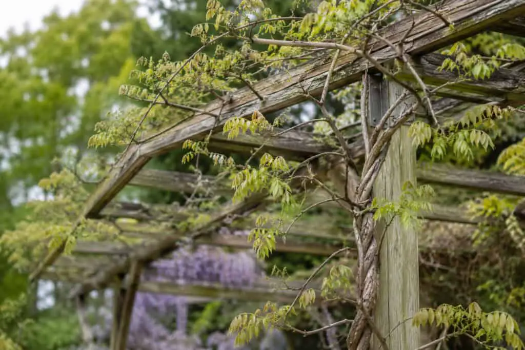 Wisteria vines growing across a wooden pergola with sparse foliage and few purple flowers in a garden.