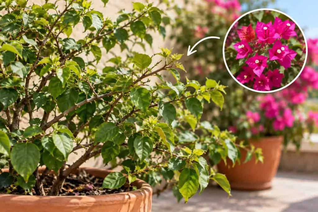 Bougainvillea plant with green foliage, pink buds, and vibrant magenta flowers in a sunny garden.