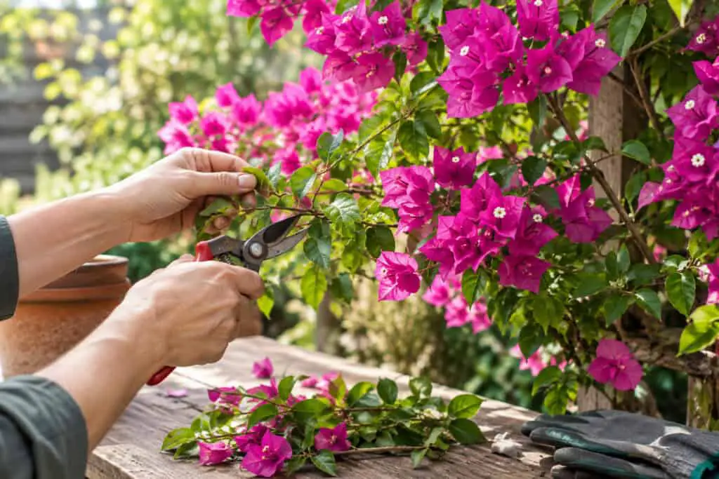 Gardener pruning a flowering bougainvillea with pruning shears surrounded by vibrant pink blooms and green foliage.